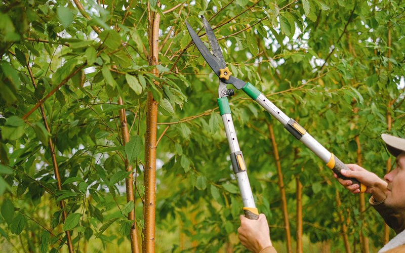 Tree trimming in Batavia, NY